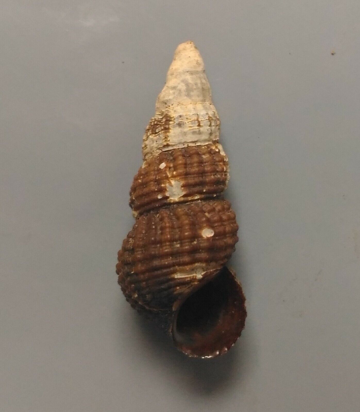 freshwater snail Tylomelania species SELDOM OFFERED 20/26mm F+++/F++
