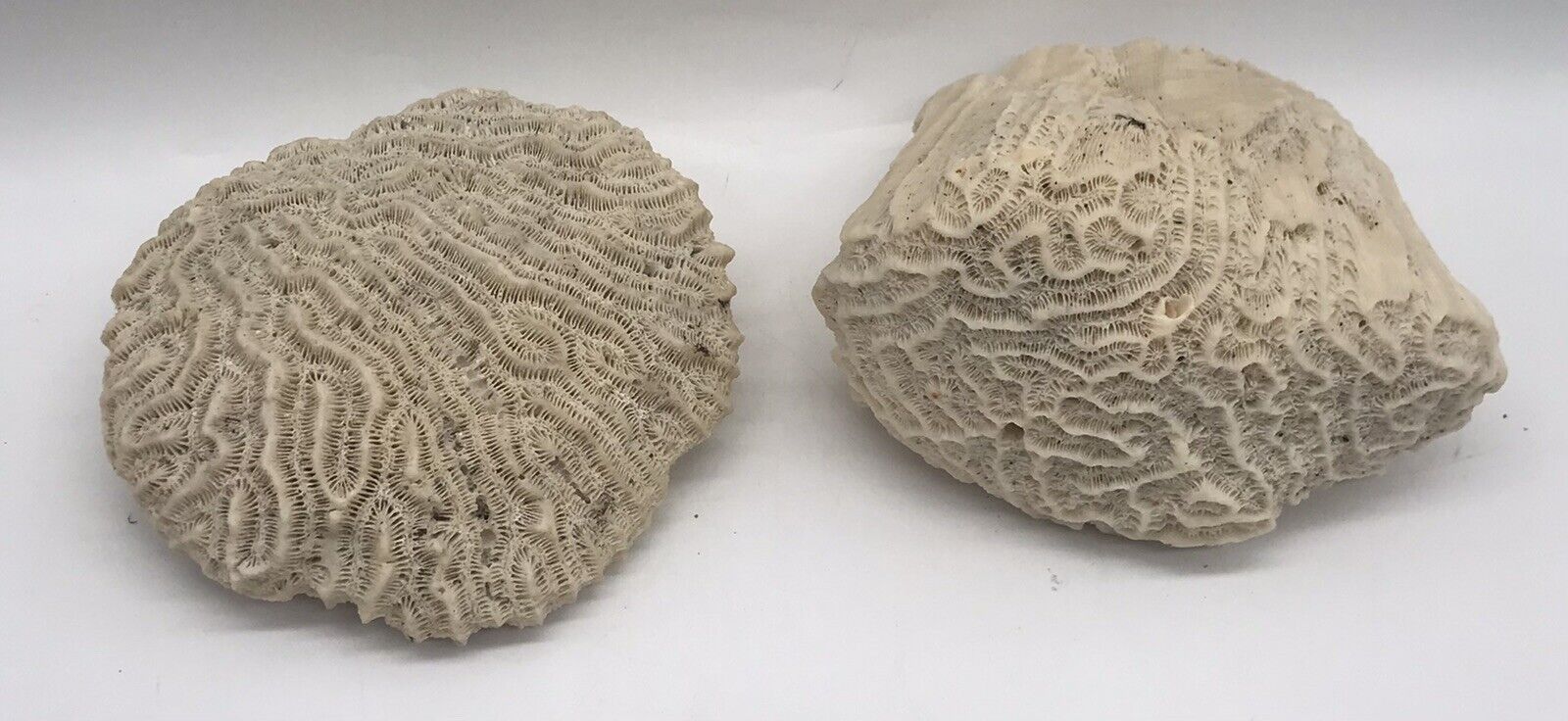 2 Natural White Brain Coral Ocean Salt Water-2lbs 10ounces