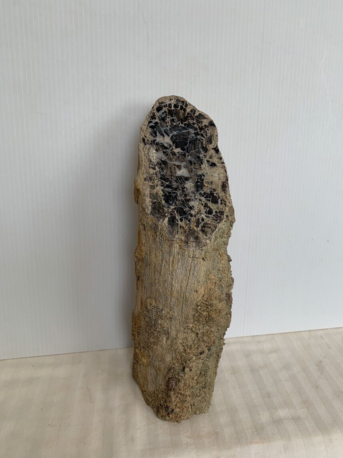 Blue Forest Petrified Wood Limb Cast, Stand Up Display Piece ( Wyoming)