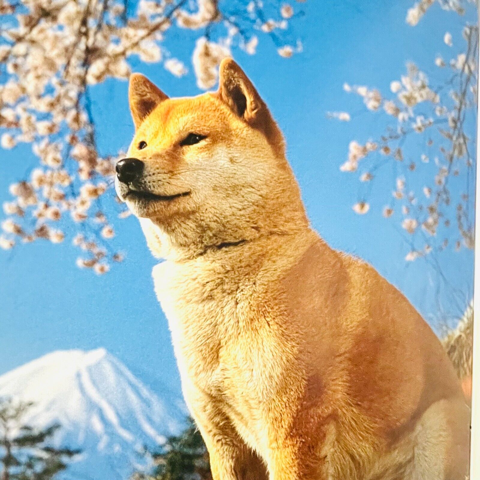 Japanese Dogs Photo Book 1998/ Japanese traditional dog, Akita, Shiba inu, JAPAN