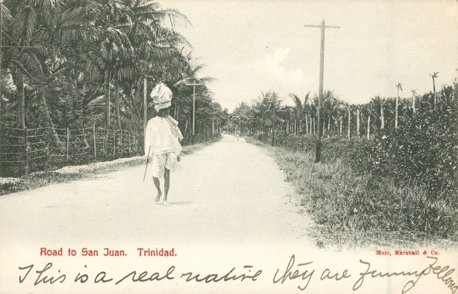 TRINIDAD, Road to San Juan, 1908 Antique POSTCARD Palm Trees Traditional Dress