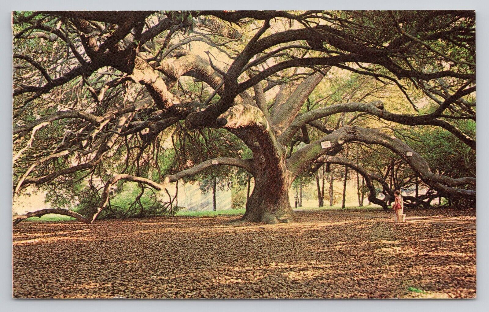 Suicide Oak City Park New Orleans Louisiana 1966 Chrome Postcard 85
