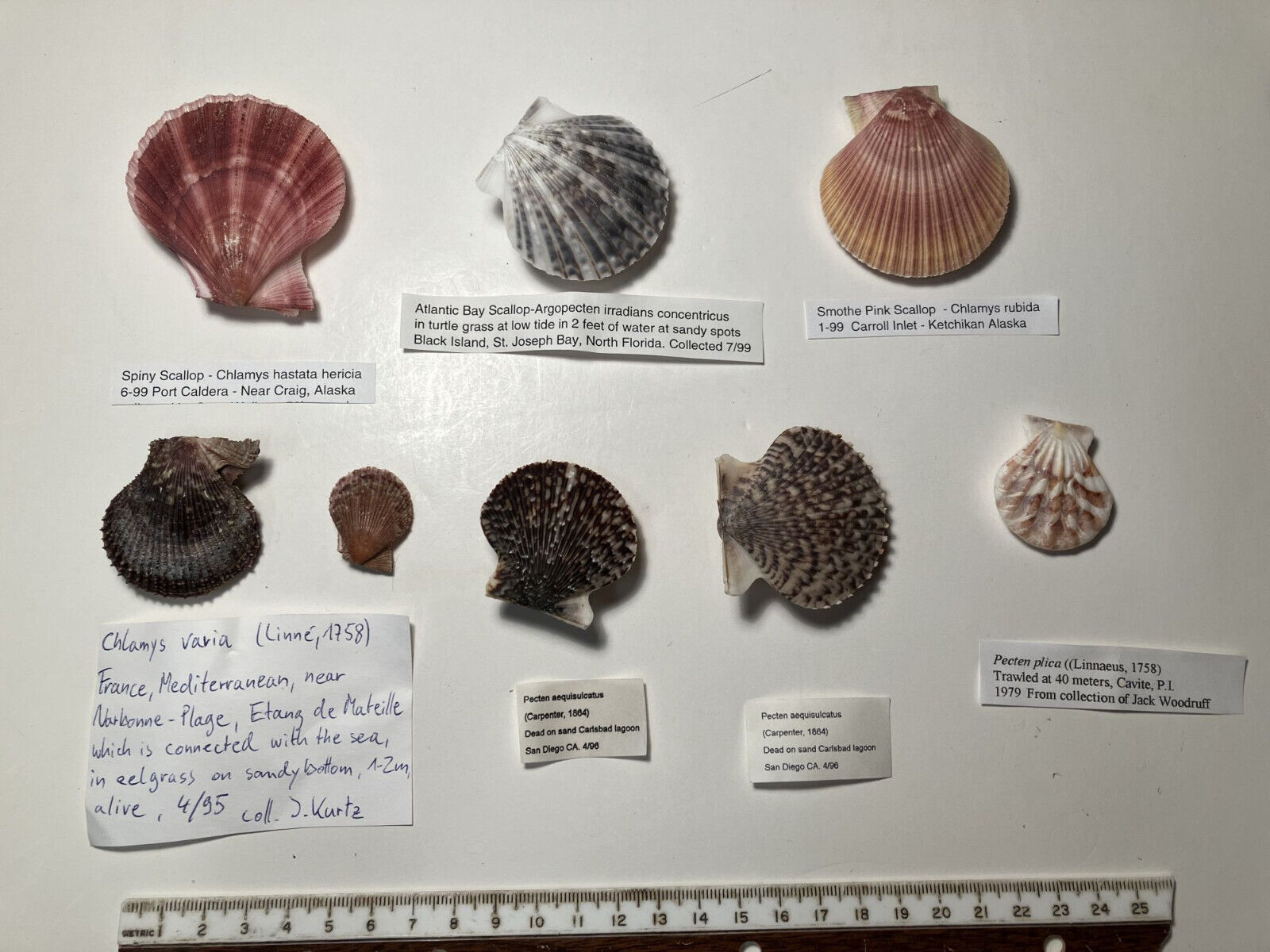 Worldwide Scallop collection lot 10. 6 species. Great Shape.
