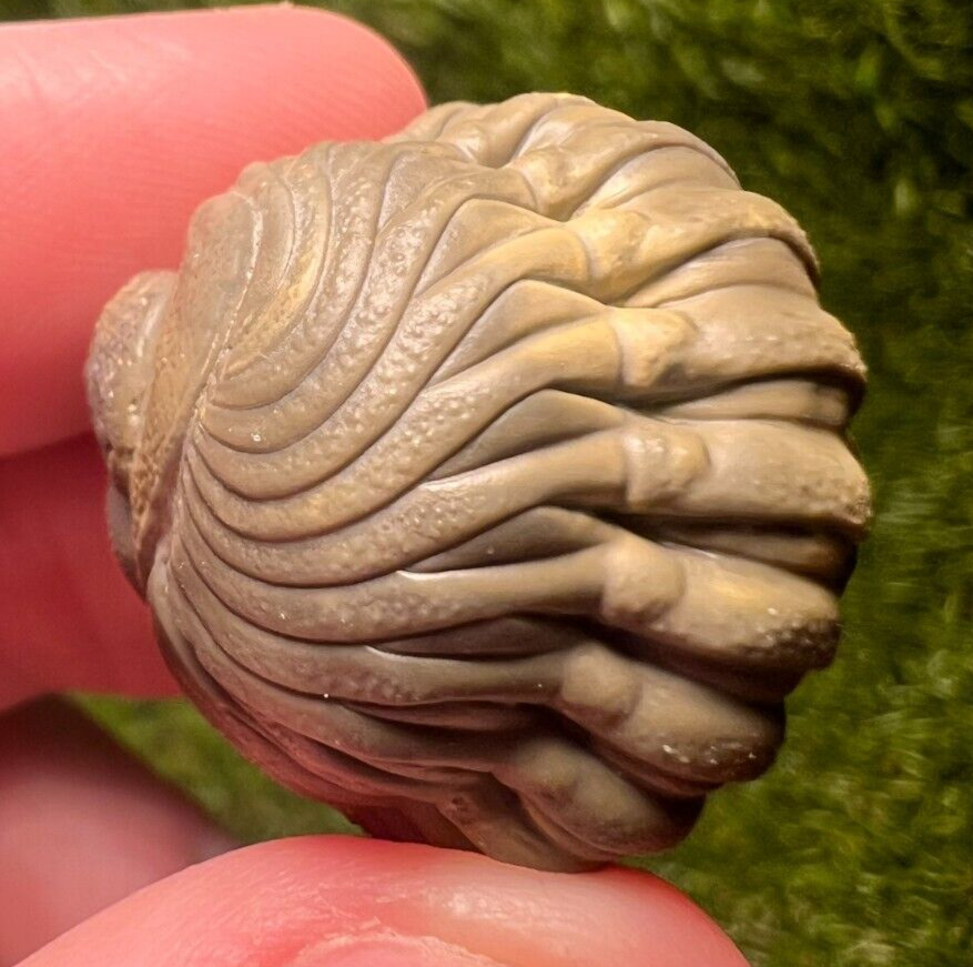 Detailed Rolled/Enrolled Trilobite Austerops Fossil
