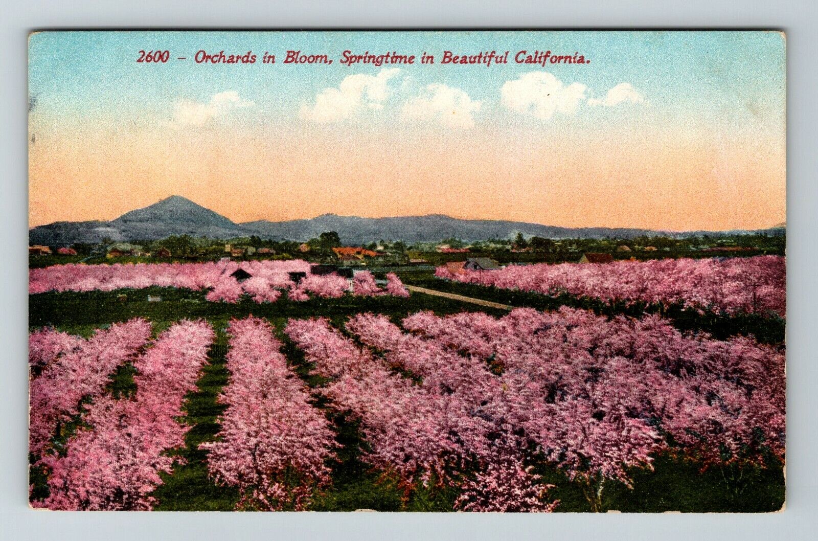 Orchards In Bloom, Springtime In California Vintage Souvenir Postcard