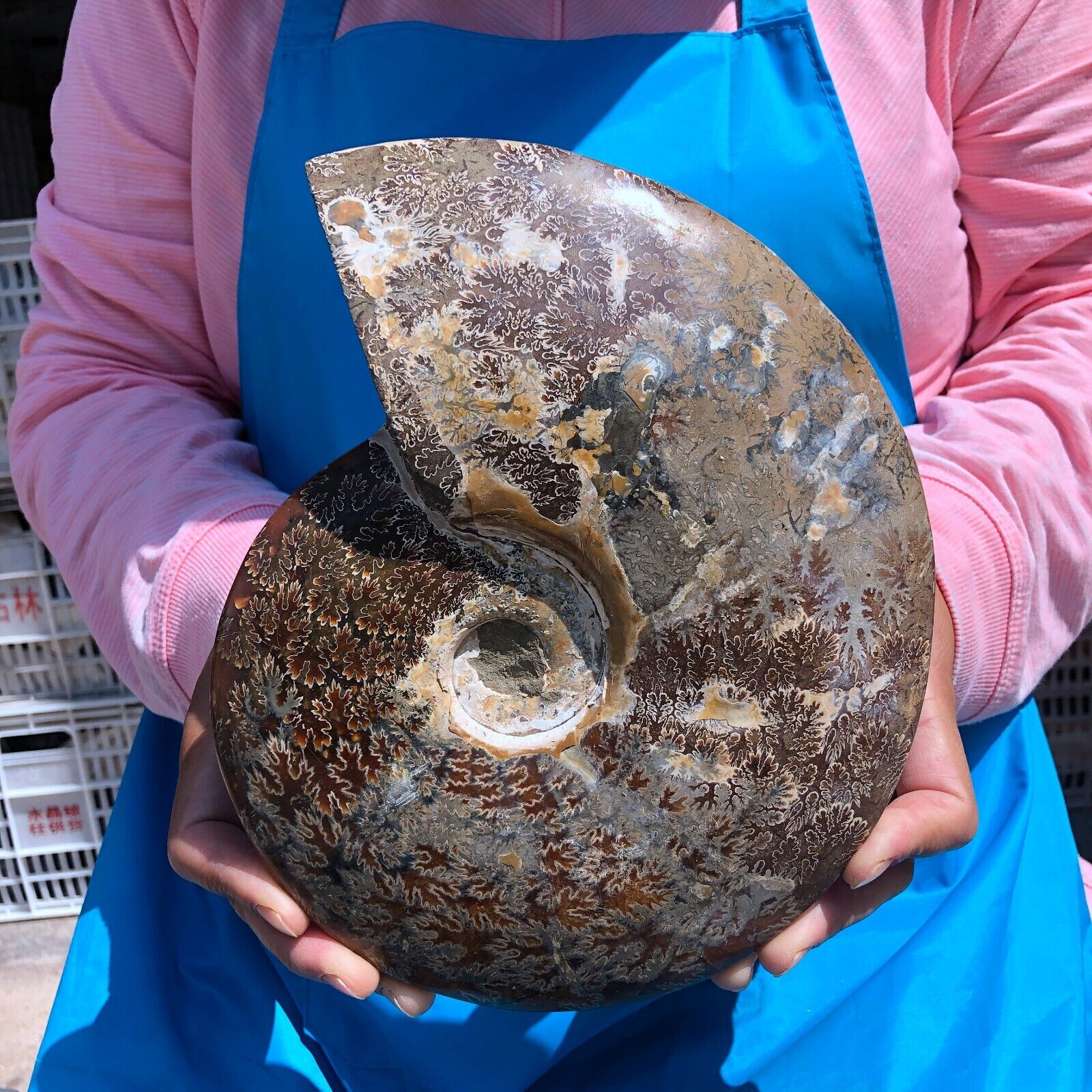 5.8LB Natural beautiful Color Conch Ammonite Fossil Quartz Specimen Reiki