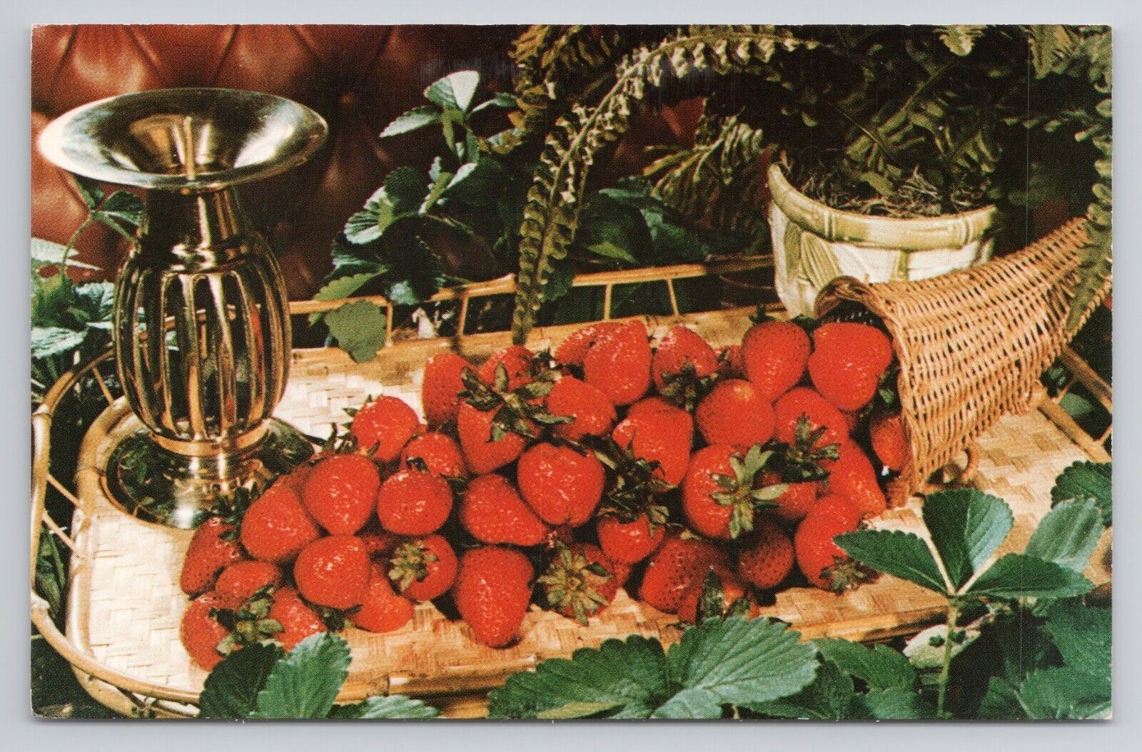 Postcard Strawberry Country Florida