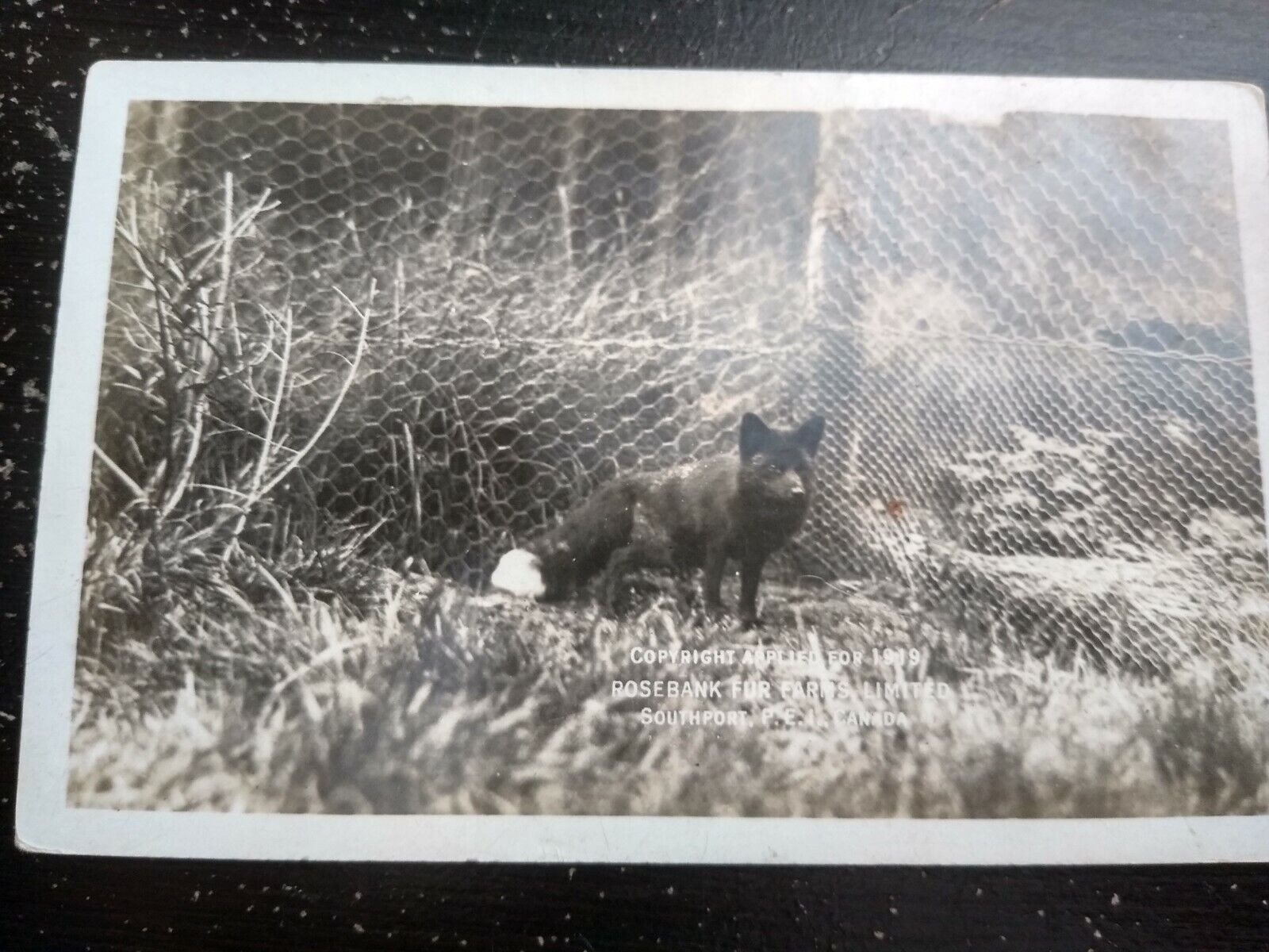 1919 Rosebank farms Animal Fur Canada Vintage Advertising RPPC photo Postcard