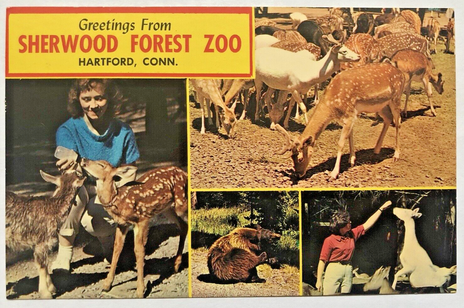 Greetings From Sherwood Forest Zoo Hartford CT Woman Feeding Deer Postcard