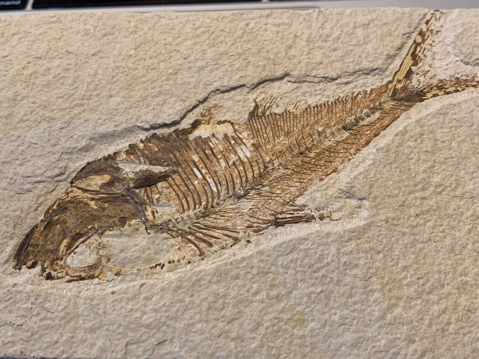 A Grade Diplomystus dentatus Fossil Fish Green River Formation Wyoming 4\