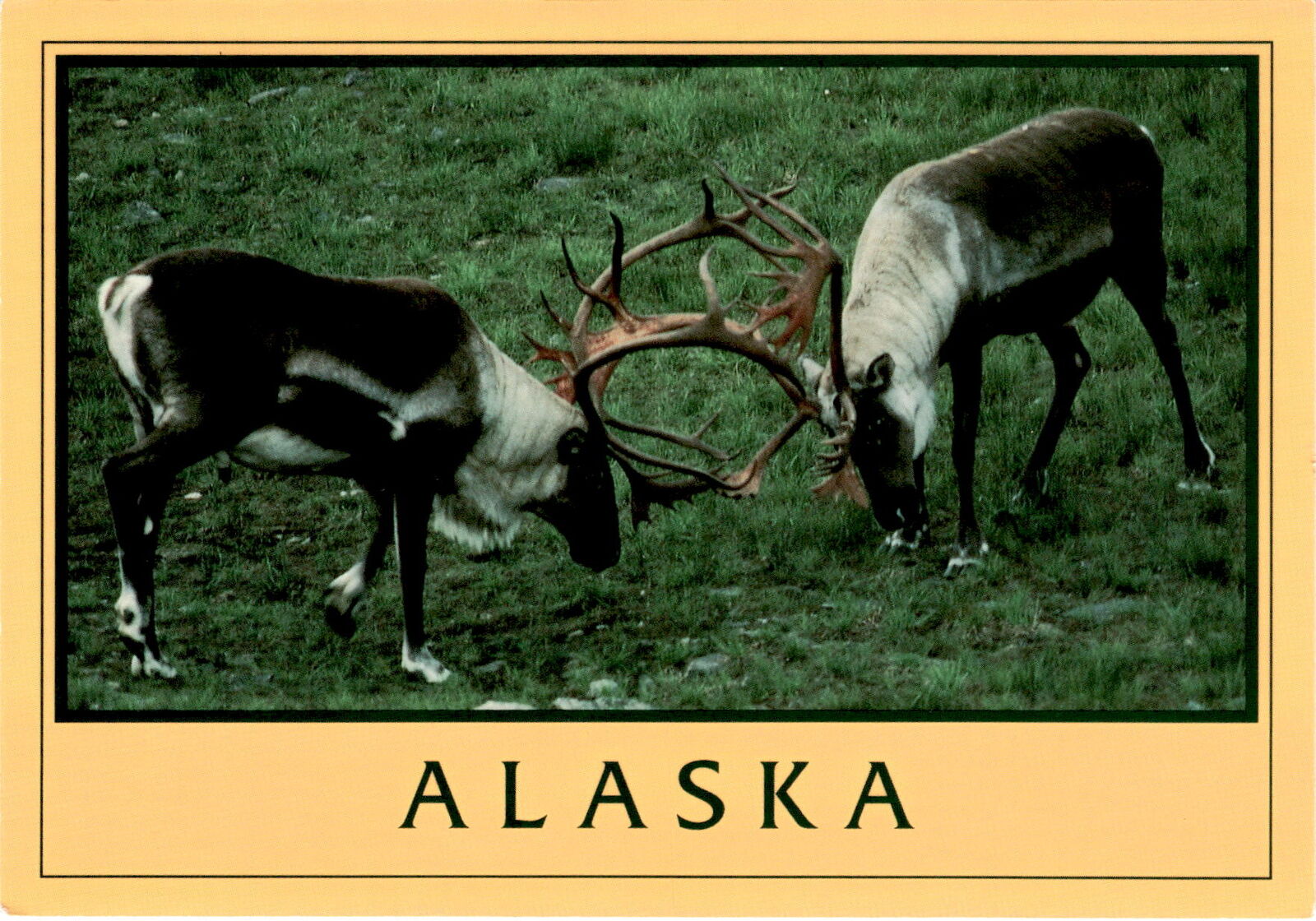 Alaska Bull CaribouMary OstermickTrapper Creek, AlaskaWildli Postcard