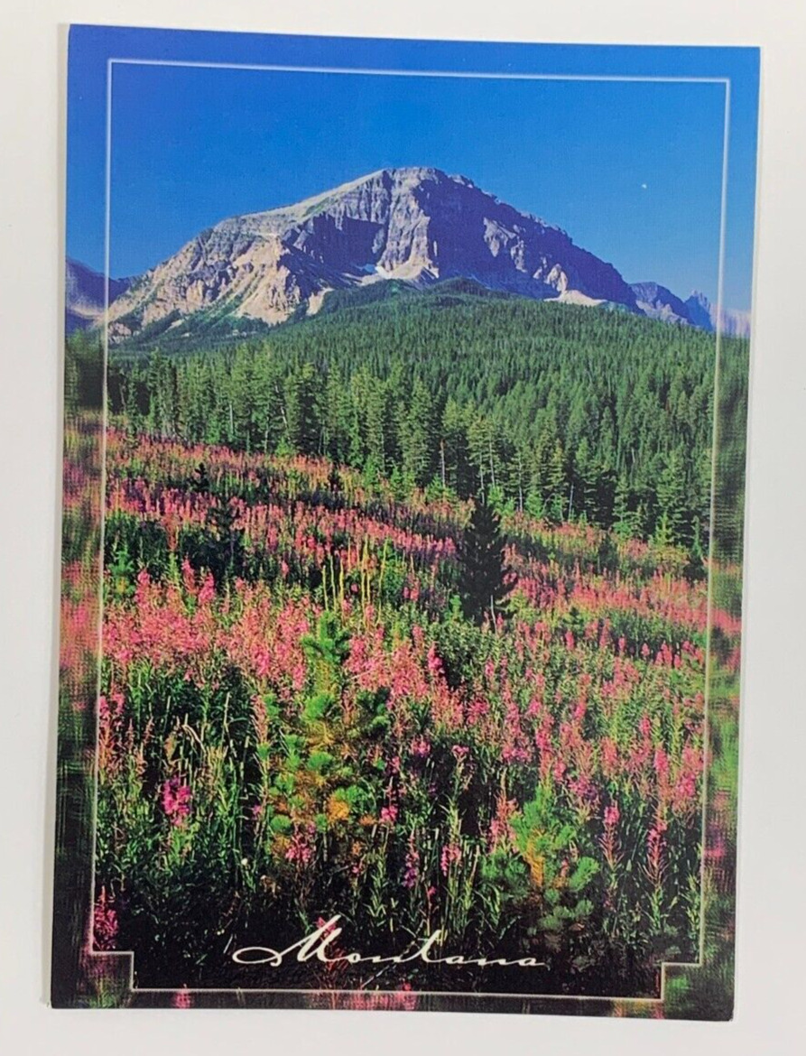 A Blanket of Purple Covers High Alpine Valleys in Spring & Summer MT Postcard