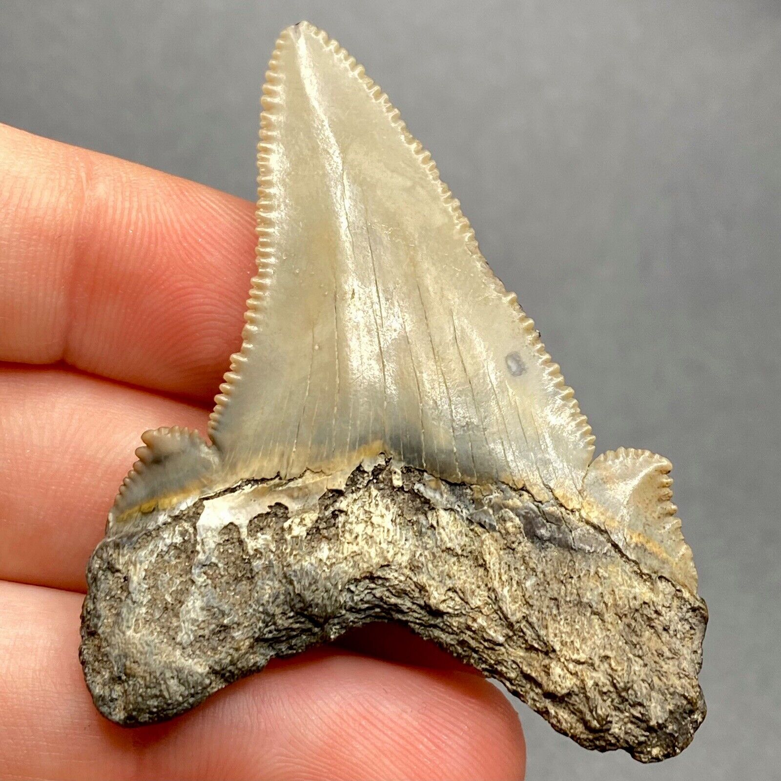 Stunning Angustidens Shark Tooth Fossil Sharks Teeth South Carolina