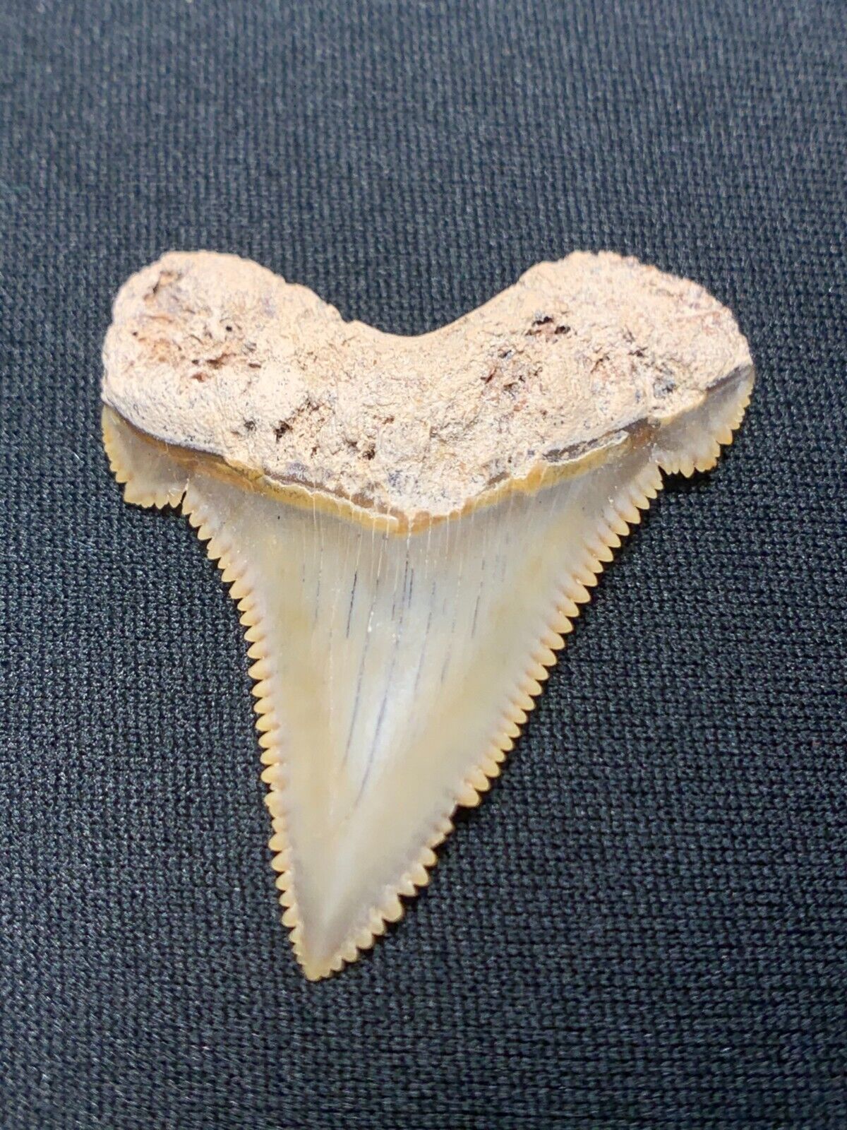 Razor Sharp Angustidens Shark Tooth with Slight Root Pitting
