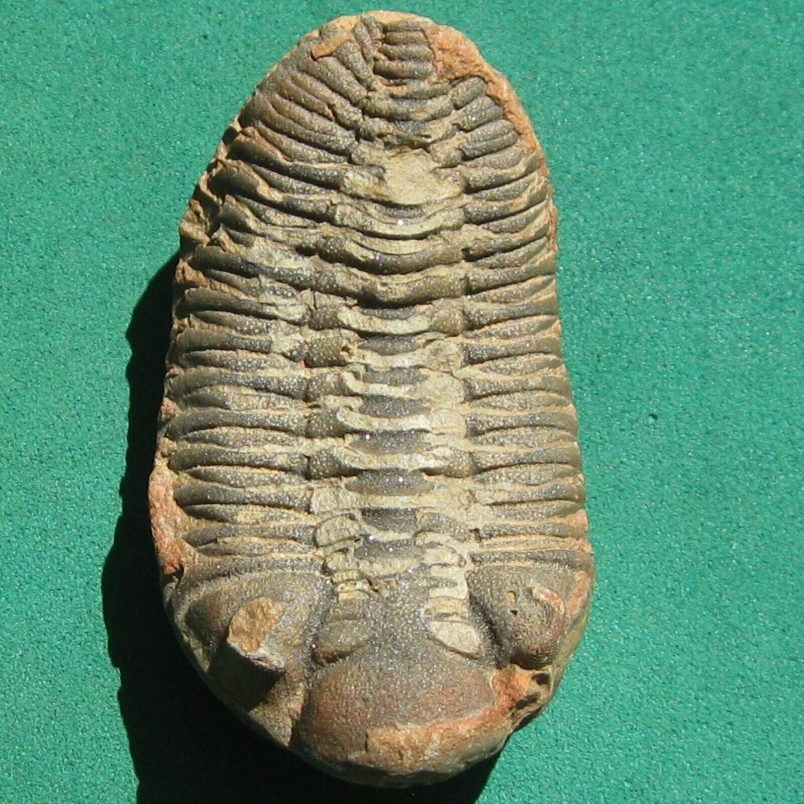 Beautiful Trilobite Fossil Eldredgeia venustus Bolivia
