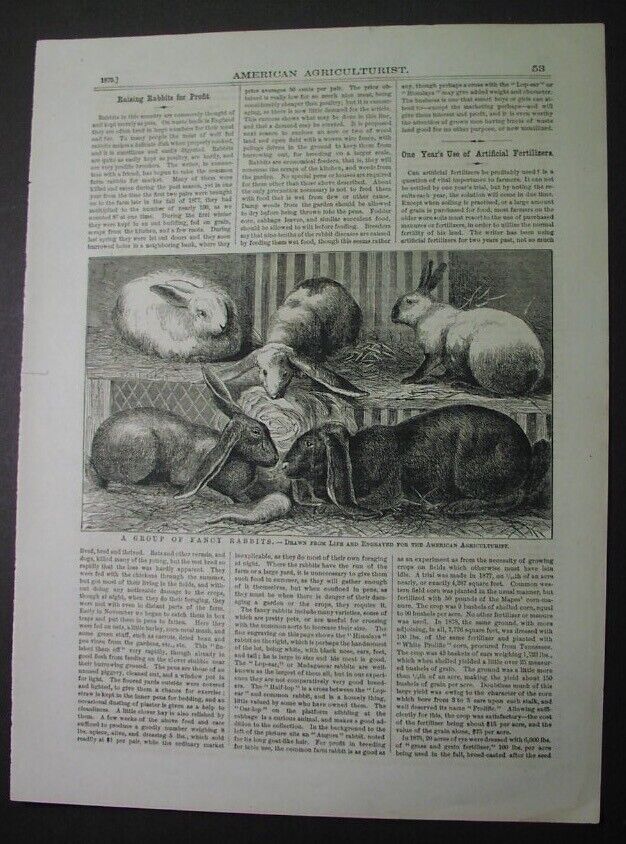 1879 - RABBITS: raising Lop-Ear Madagascar, Angora, Himalayas; engraving & text 