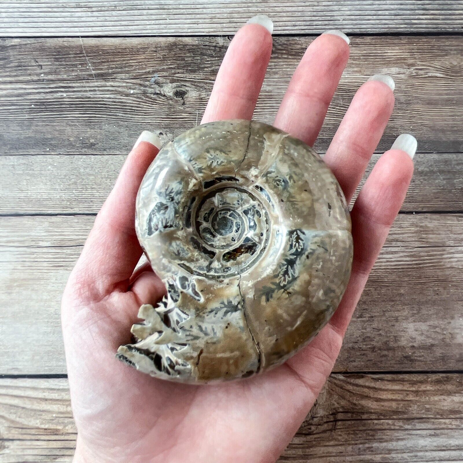 Whole Ammonite Fossil Polished; 222 g Authentic Real