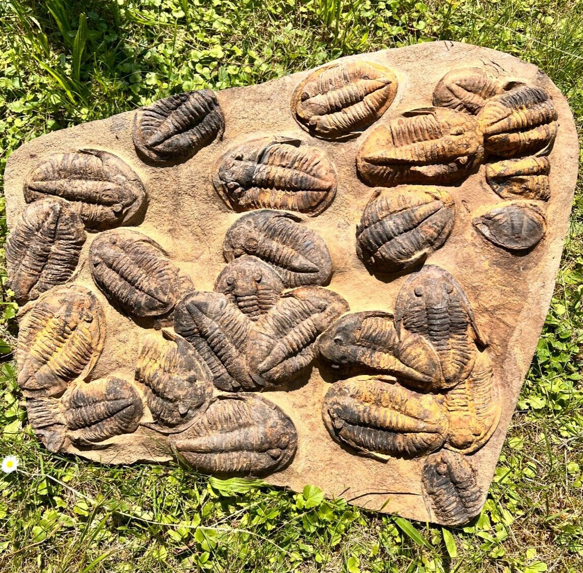 BIG Mortality Plate Of Large Asaphid Trilobites Fossils