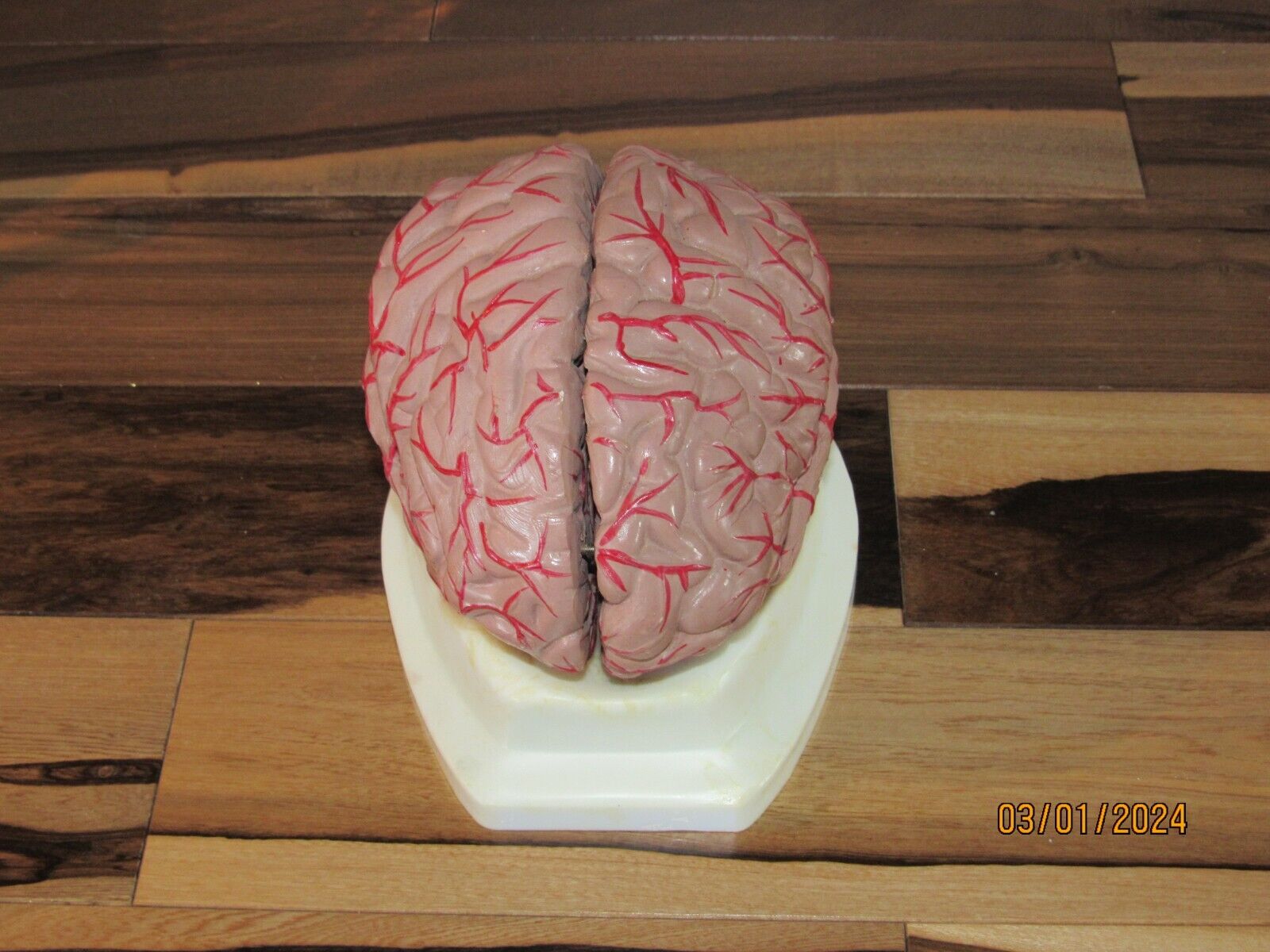 Functional Heavy BRAIN Anatomical Model on STAND CLEAN Doctor Use Excellent