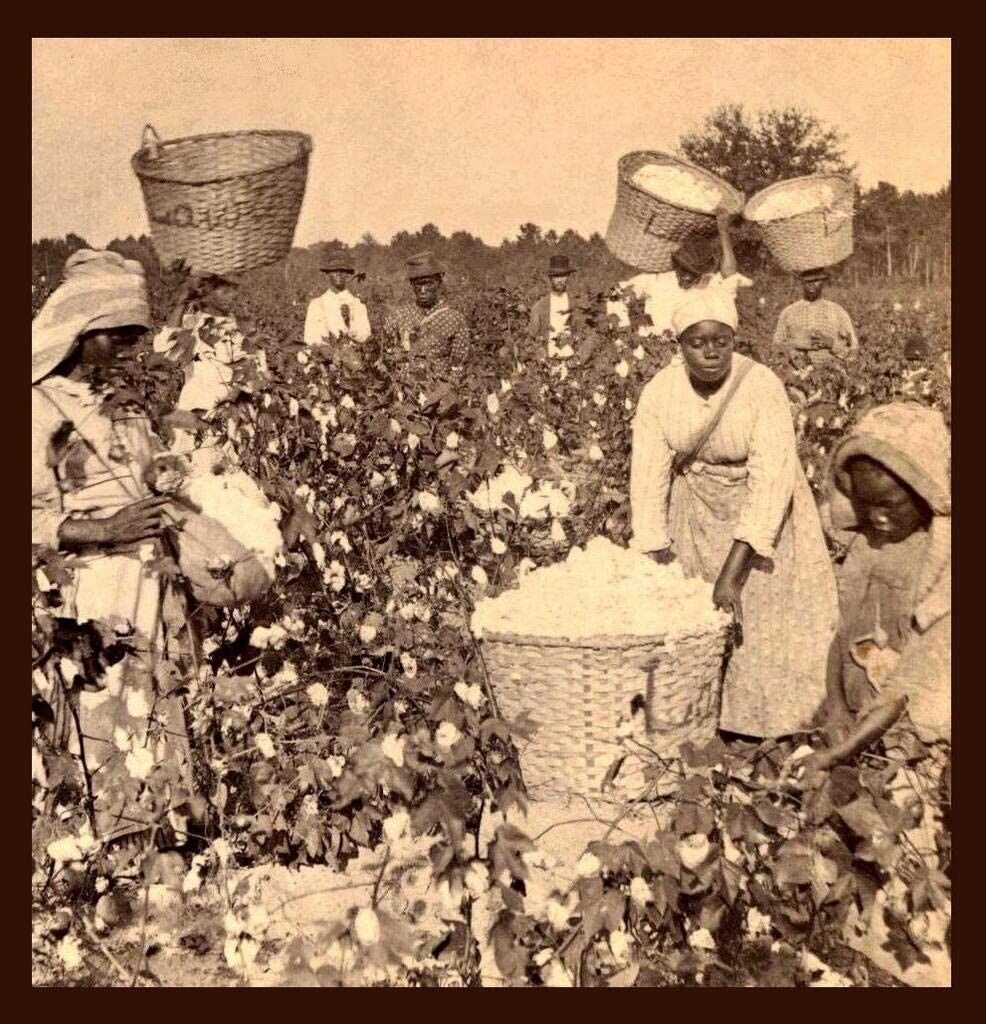 African American Slaves Picking Cotton Alabama 1960s 8x10 Photo