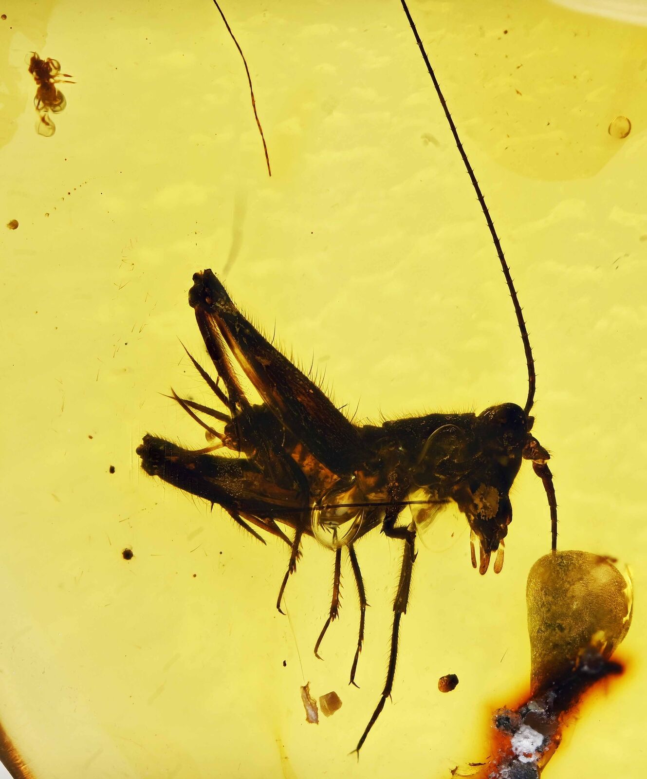Rare Extinct Elcanidae (Grasshopper), Fossil Inclusion in Burmese Amber