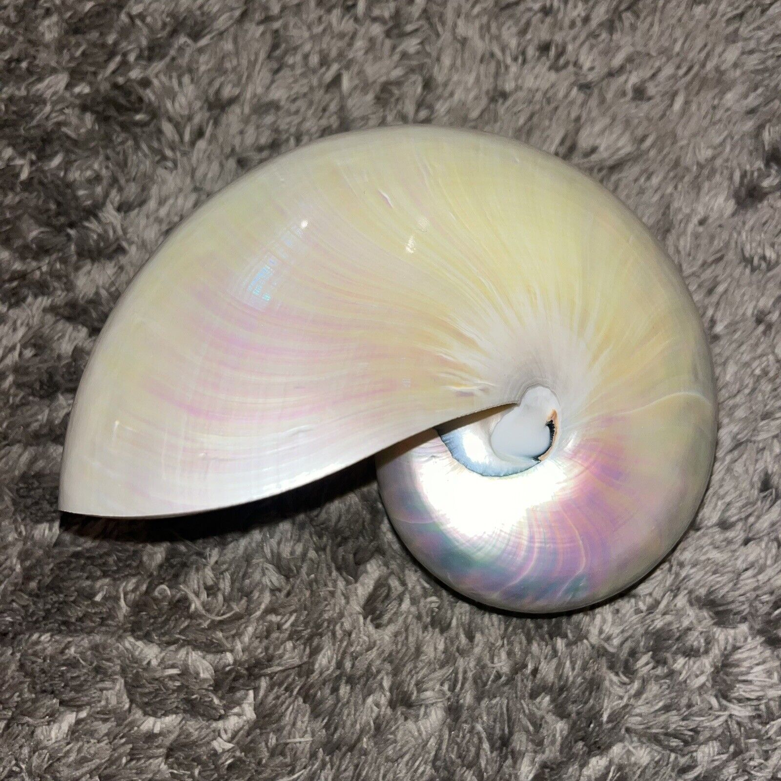 Stunning White Polished Pearl Chambered Nautilus Seashell 6 inch Excellent Condi