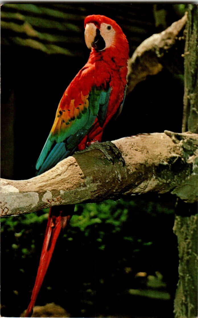 Scarlett Macaw postcard. Highland Park Children's Zoo, Pittsburgh, Pennsylvania