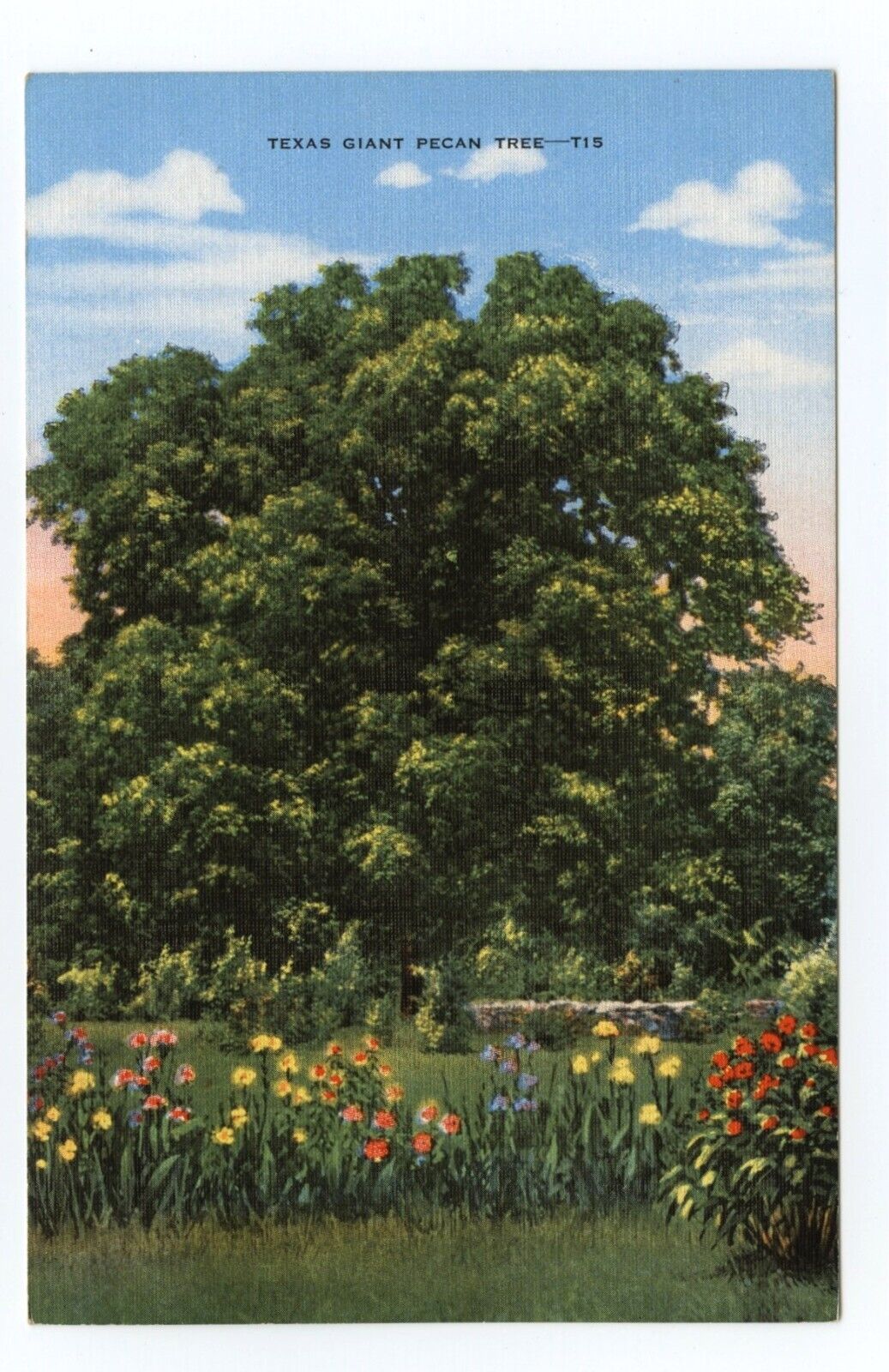 Gen Sam Houston Pecan Tree Huntsville Texas Postcard
