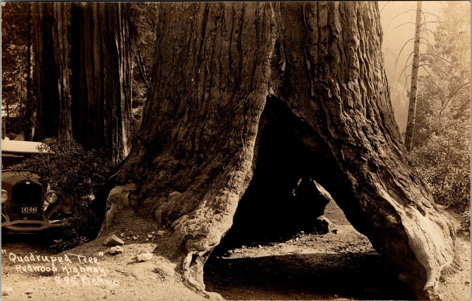 Redwood  Highway Quadruped Tree Antique Postcard Undivided Back (c. 1901-1907)