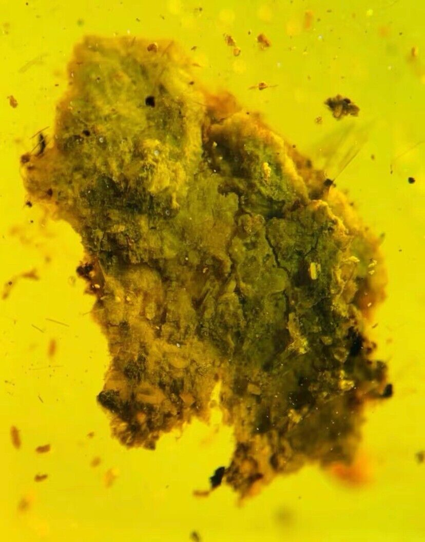Burmese insects fossil burmite Cretaceous Unknown minerals insect amber Myanmar