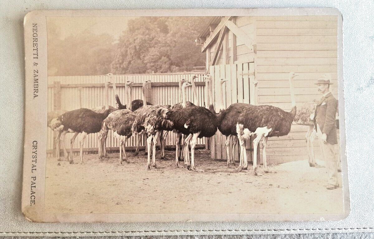 OSTRICH FARM ~ Pasadena or Bellingham ? Negretti & Zambra Crytal Palace 1905c