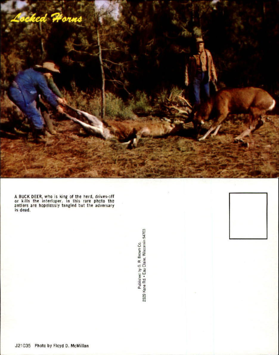 Deer antlers horns entangled locked one dead hunters unused  vintage postcard