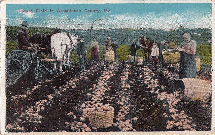 Postcard Potato Field Aroostoock County ME 