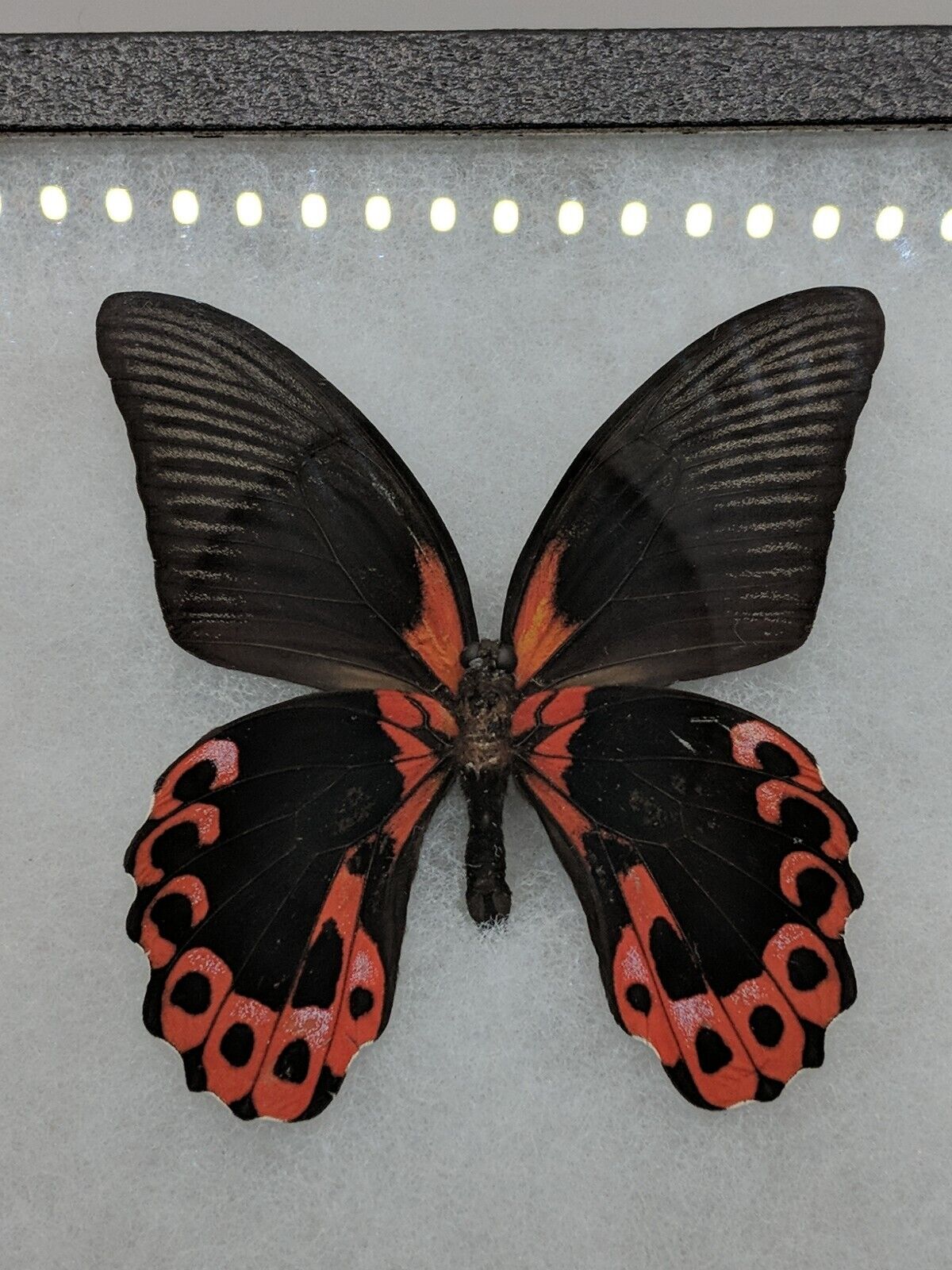 Red, Pink, Black Papilio Rumanzovia Butterfly Real Framed Philippines Taxidermy 