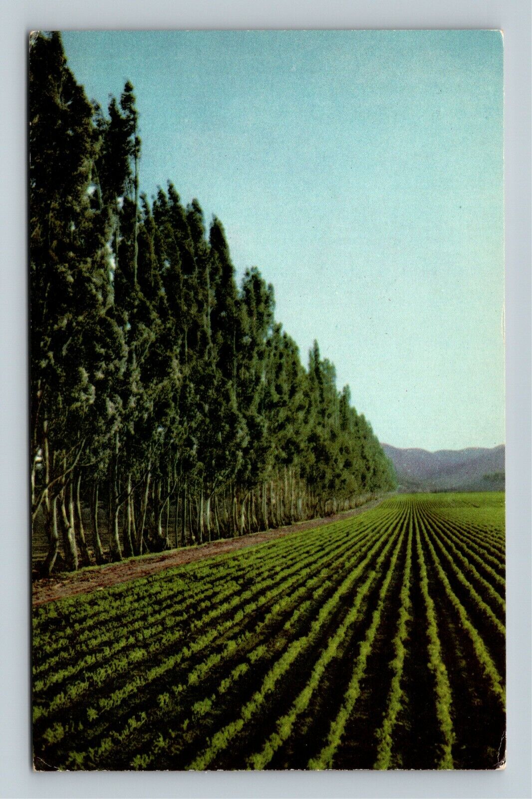 King City CA Salinas Valley Field Union Oil Company California Vintage Postcard