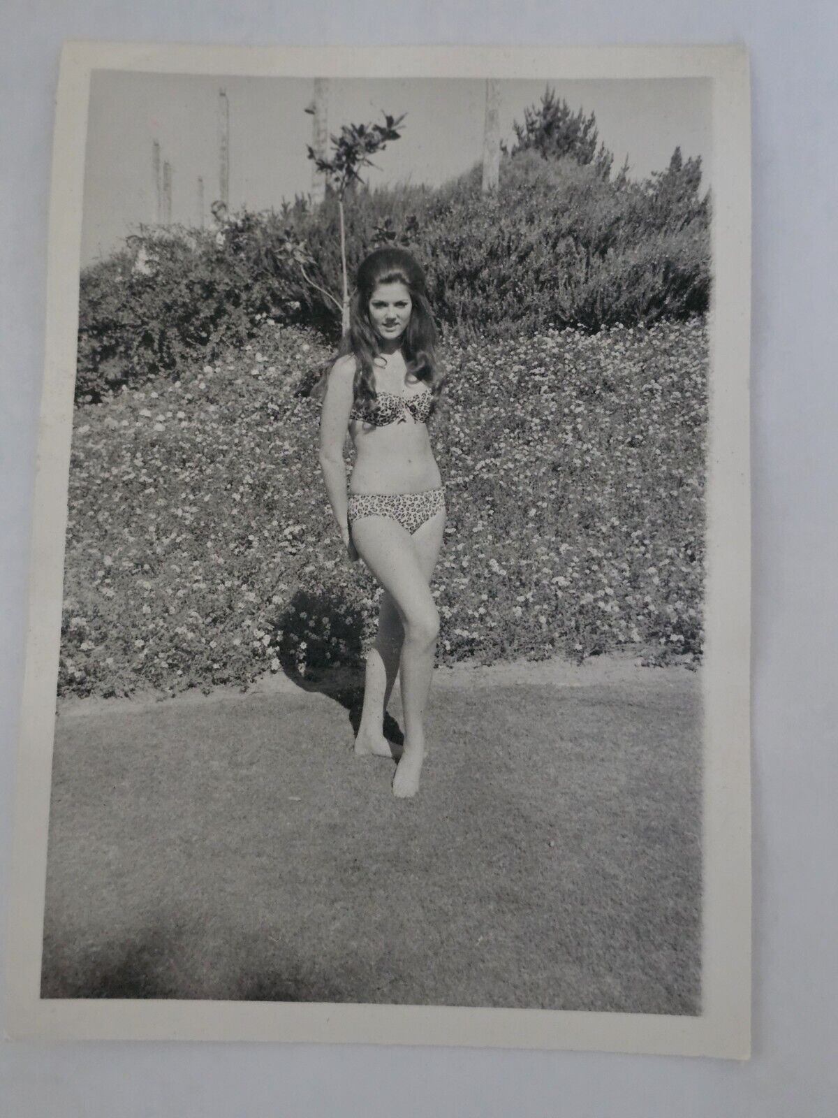 1960s Original 5 x 7 Photo Redhead Posing in Leopard Bikini Long Hair Model 