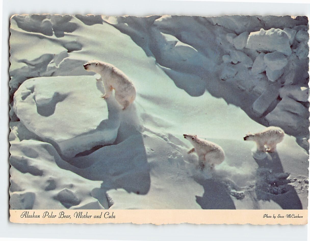 Postcard Alaskan Polar Bear Mother and Cubs Alaska USA