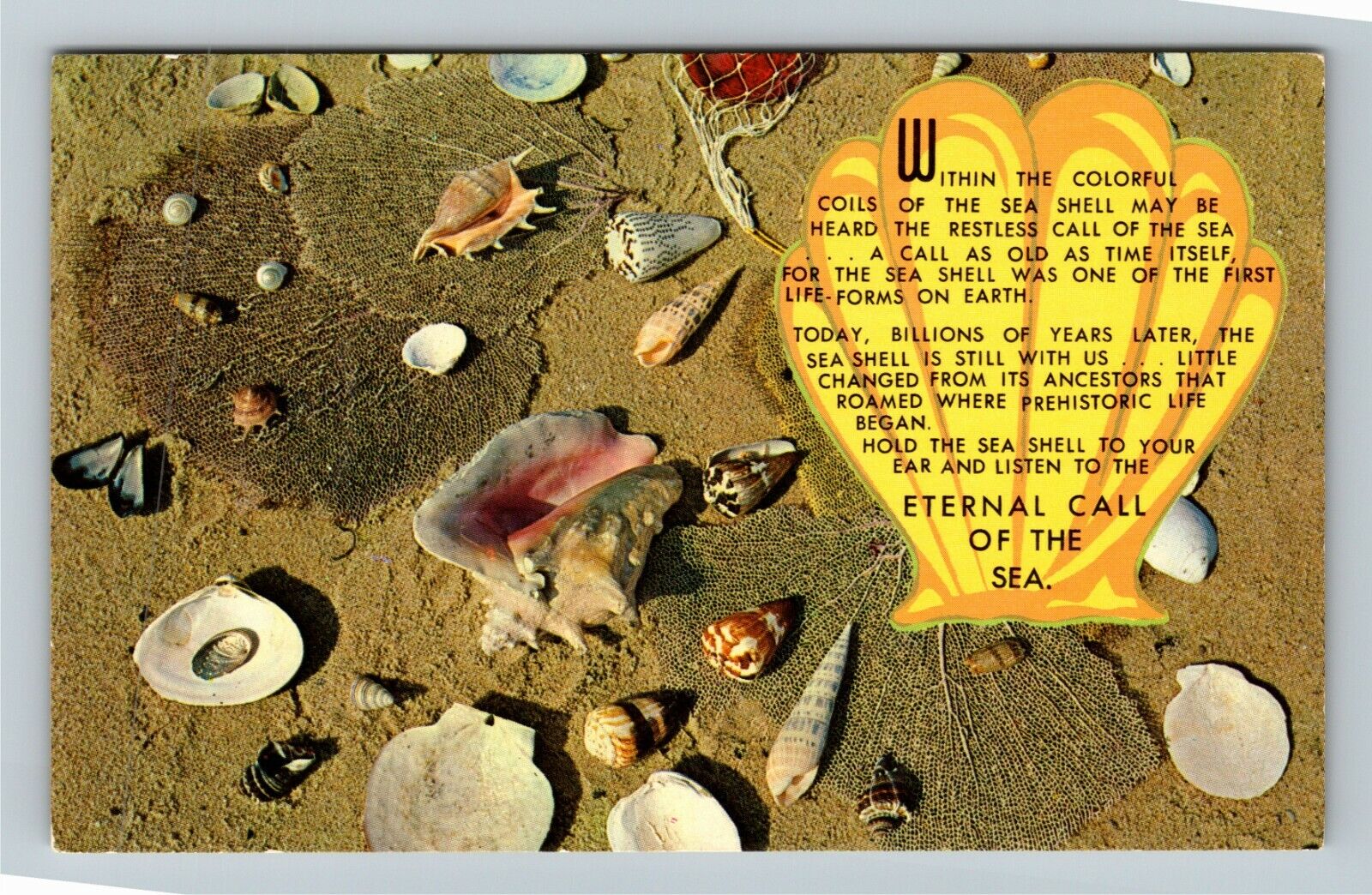 MA-Massachusetts, General Greeting, Shells and Beach, Vintage Postcard