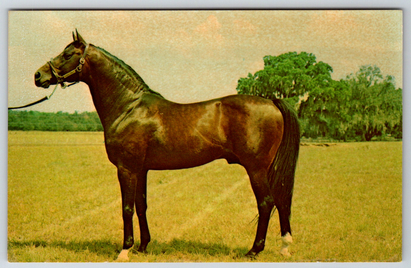 c1960s Florida's Leading Stallion Rough'n Tumble Santa Anita Vintage Postcard