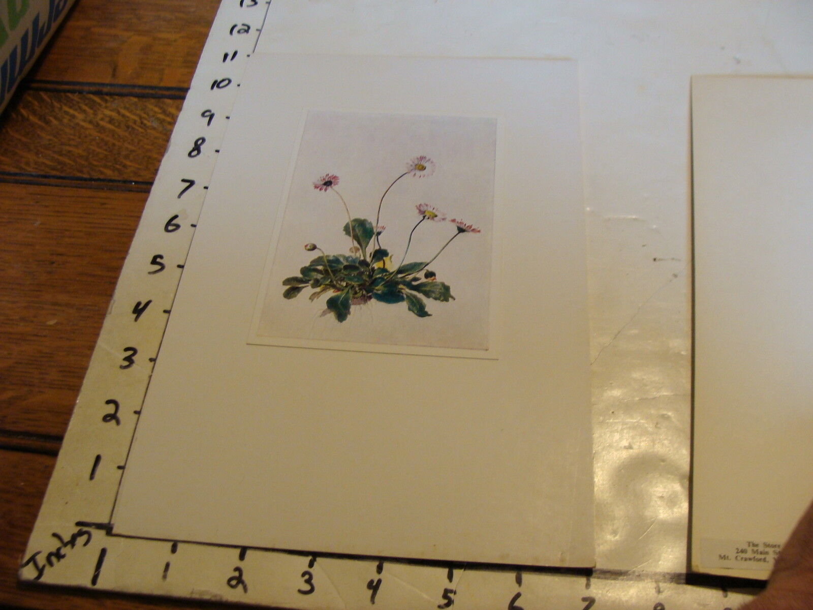 Vintage Flower Post Card mounted on board: Bellis perennis Mabliebchen