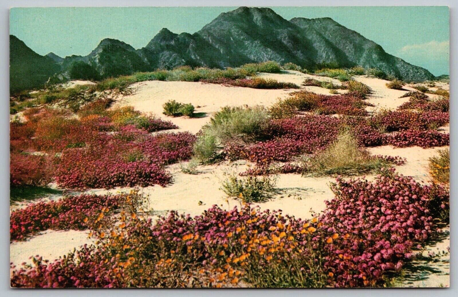 Springtime Desert Verbeneas Bloom Mountains Flowers Floral Vintage UNP Postcard