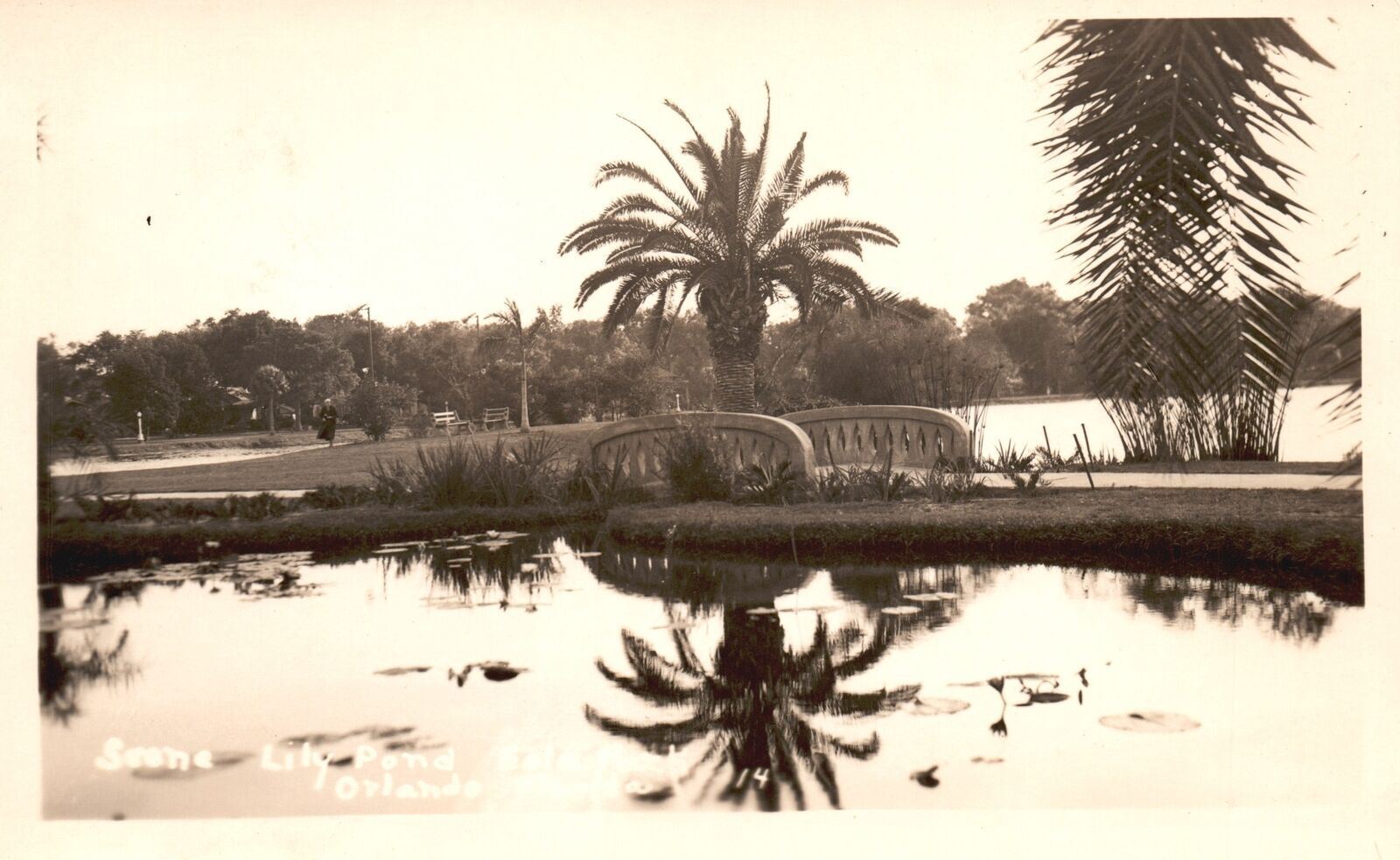 Vintage Postcard Real Photo Scene on Lily Pond Scenic View Orlando Florida RPPC