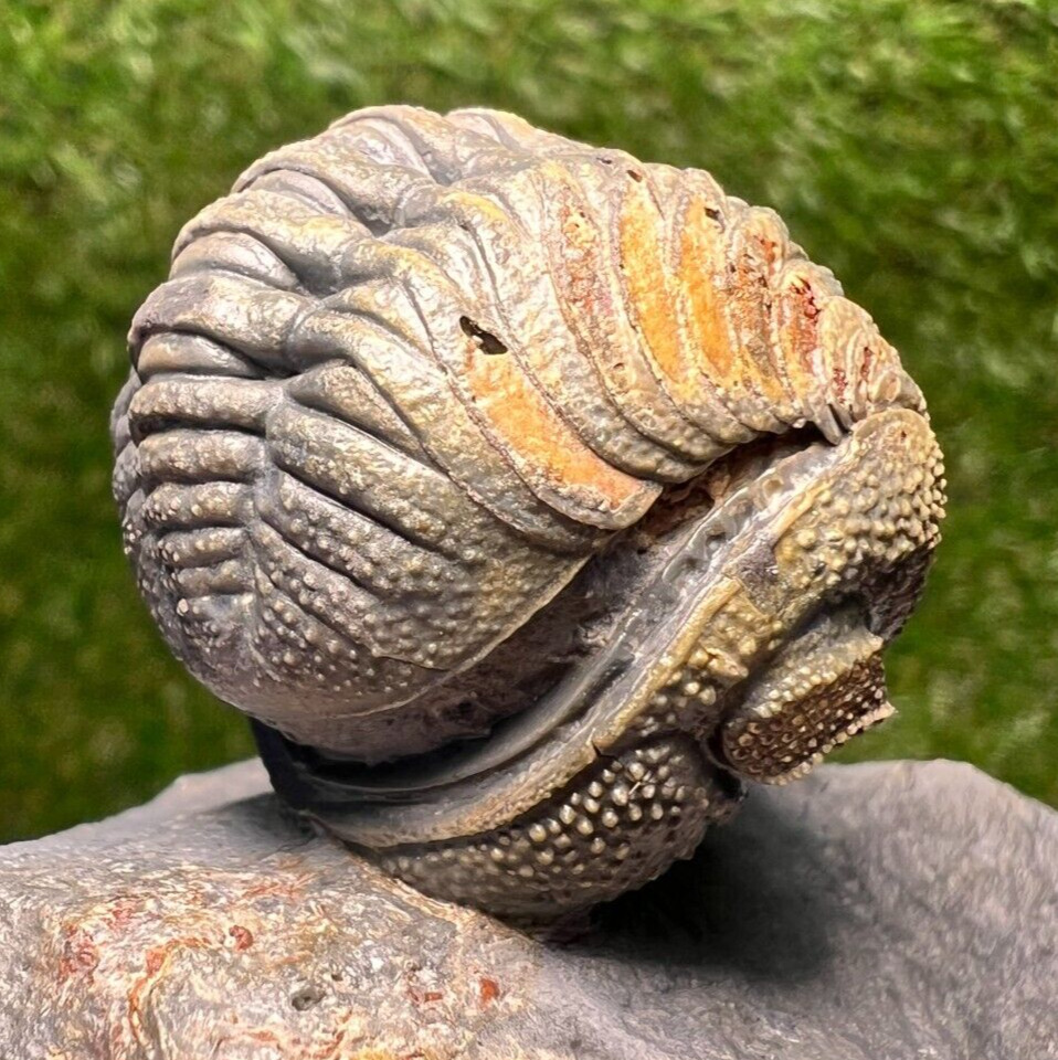 Detailed Rolled/Enrolled Trilobite Moroccops Fossil