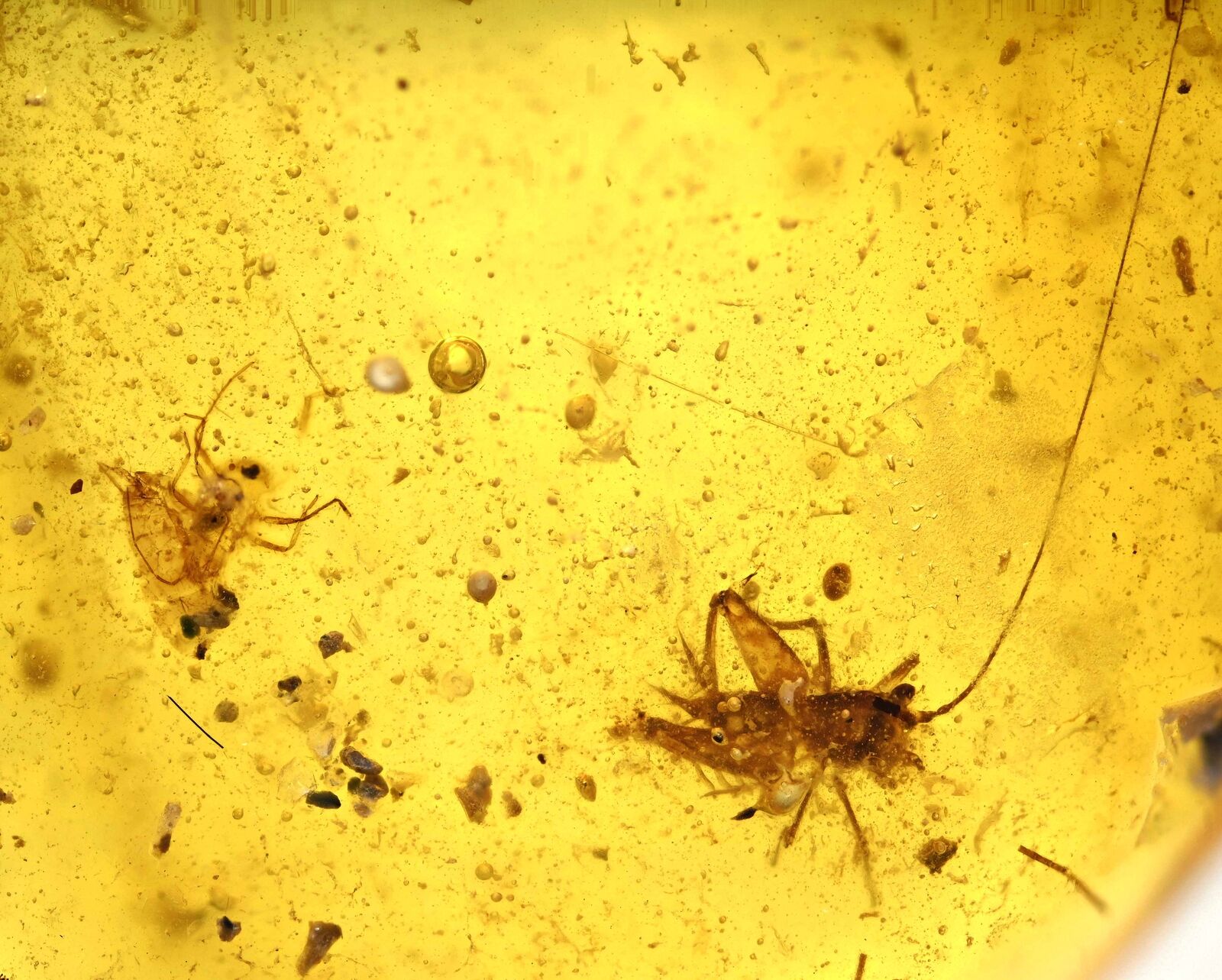 Orthoptera (Cricket), Fossil inclusion in Burmese Amber
