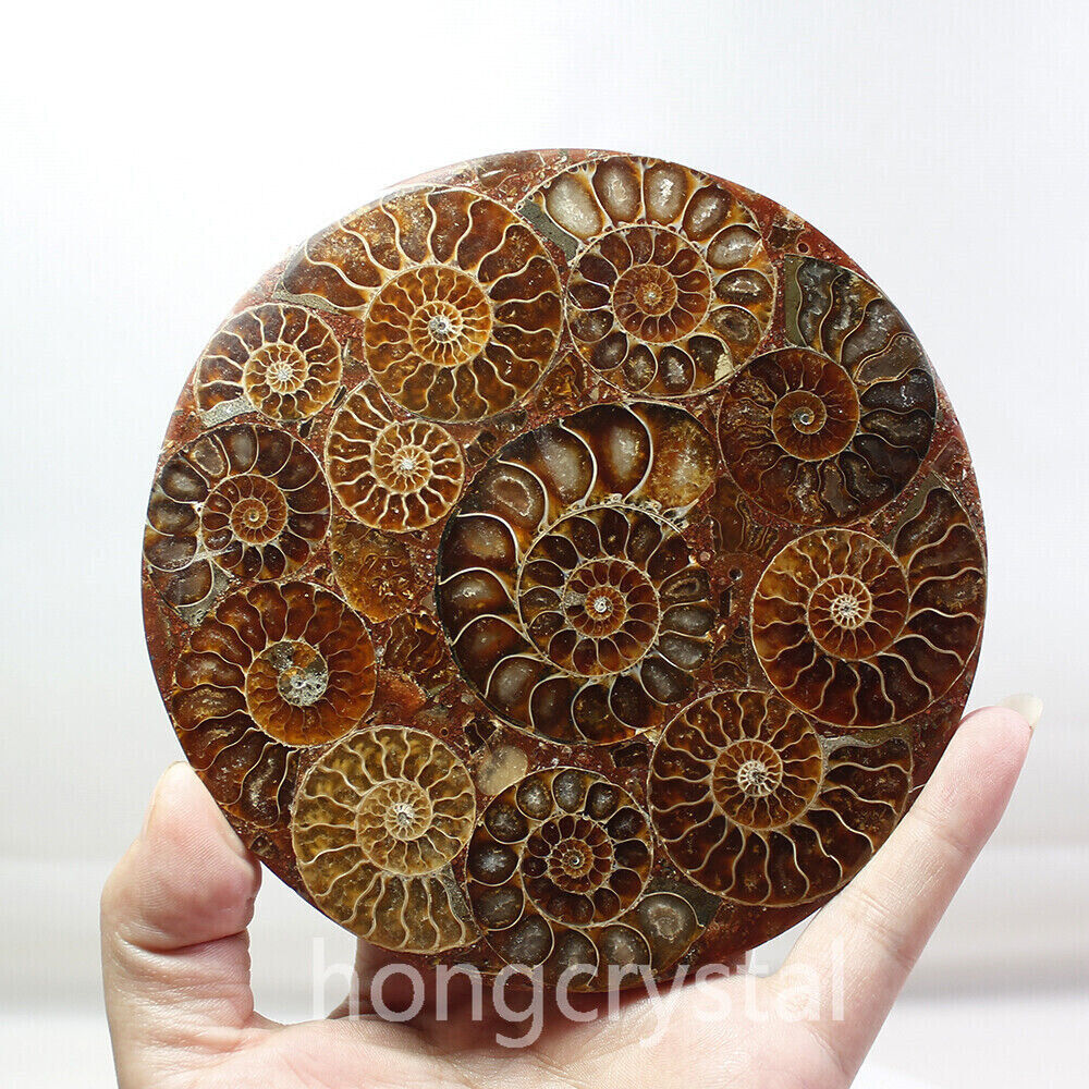 1pc Natural Ammonite Disc Fossil Conch Specimen Reiki Healing