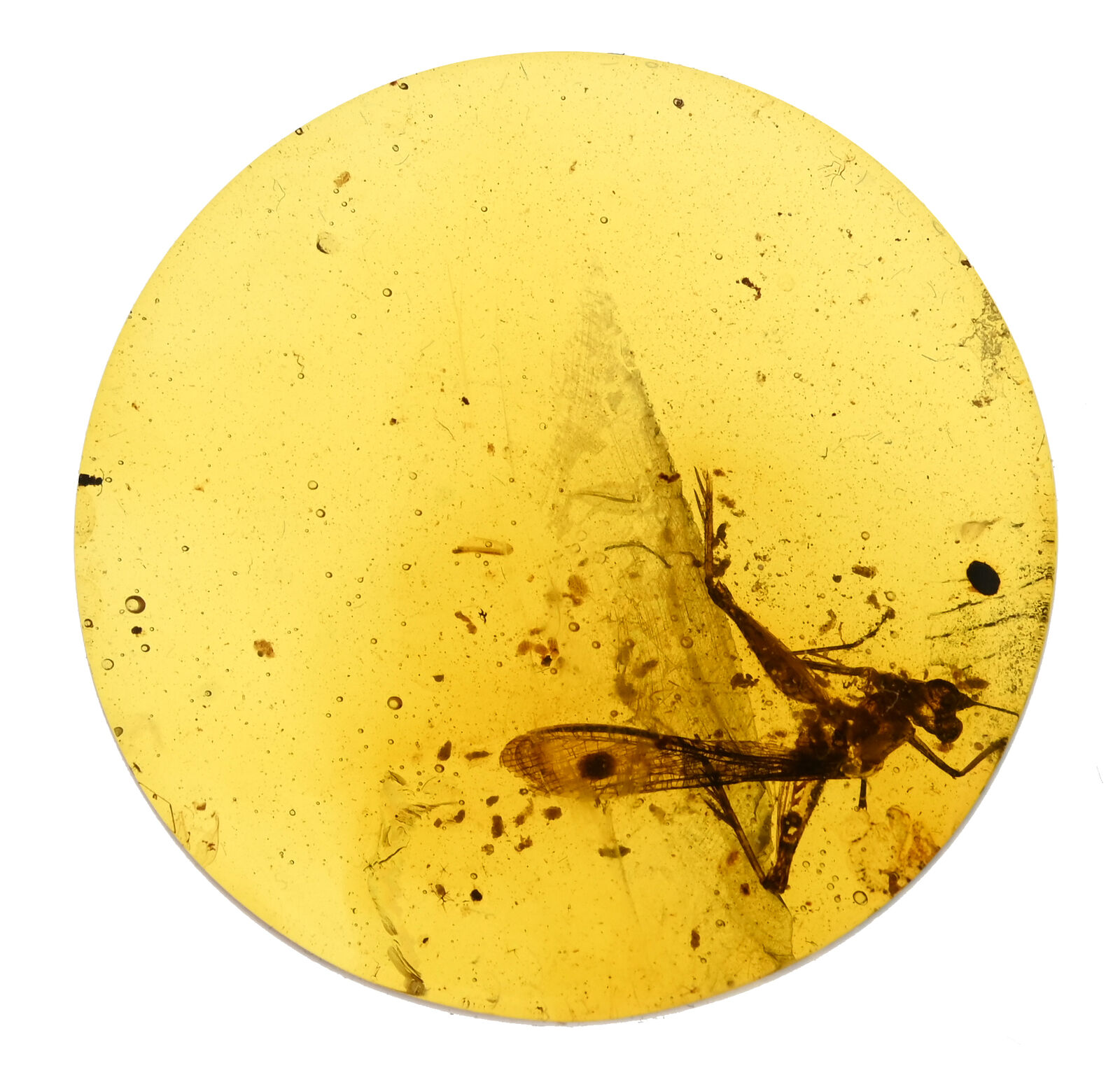 Rare Extinct Elcanidae (Grasshopper), Fossil inclusion in Burmese Amber