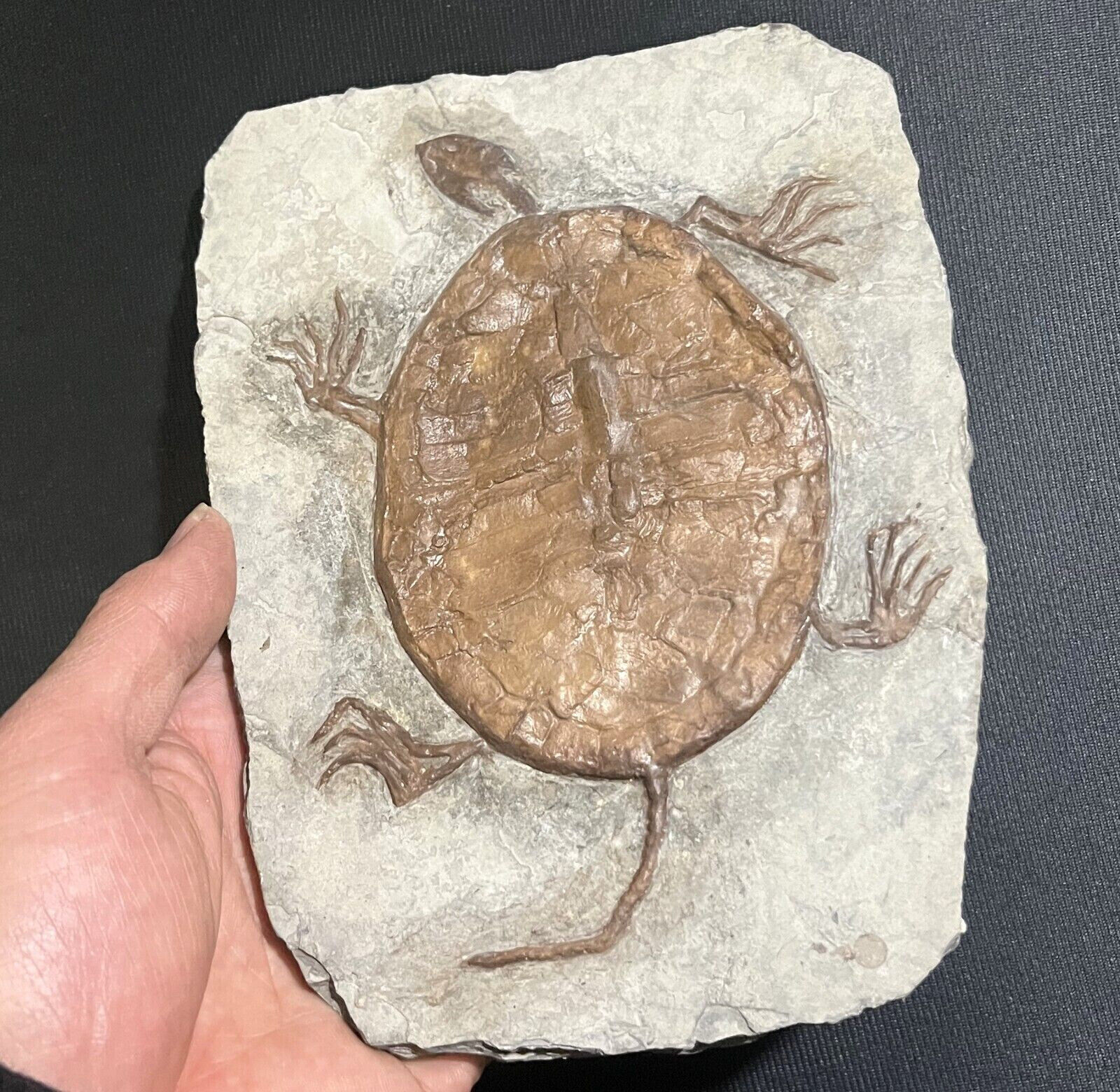 Real Turtle Fossil Rare Chinese Best Triassic Keichousaurus Collection