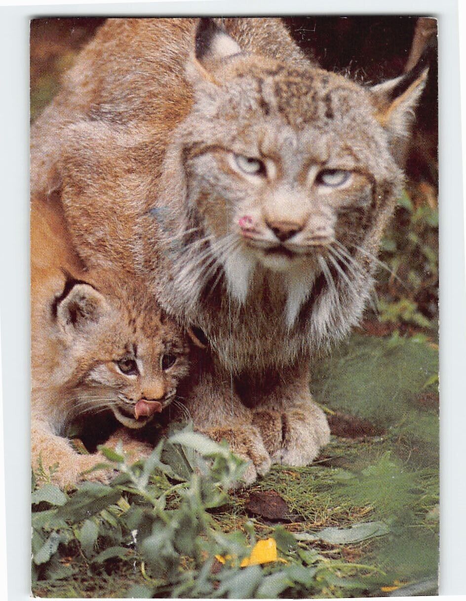 Postcard Lynx With Cub, Minnesota Zoo, Apple Valley, Minnesota