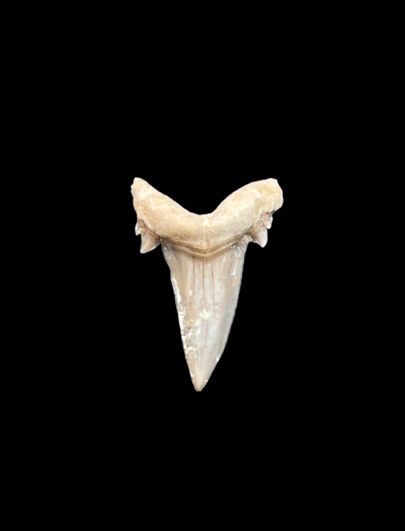 Authentic Serratolamna koerti Fossil Shark Tooth from Dakhla, Morocco