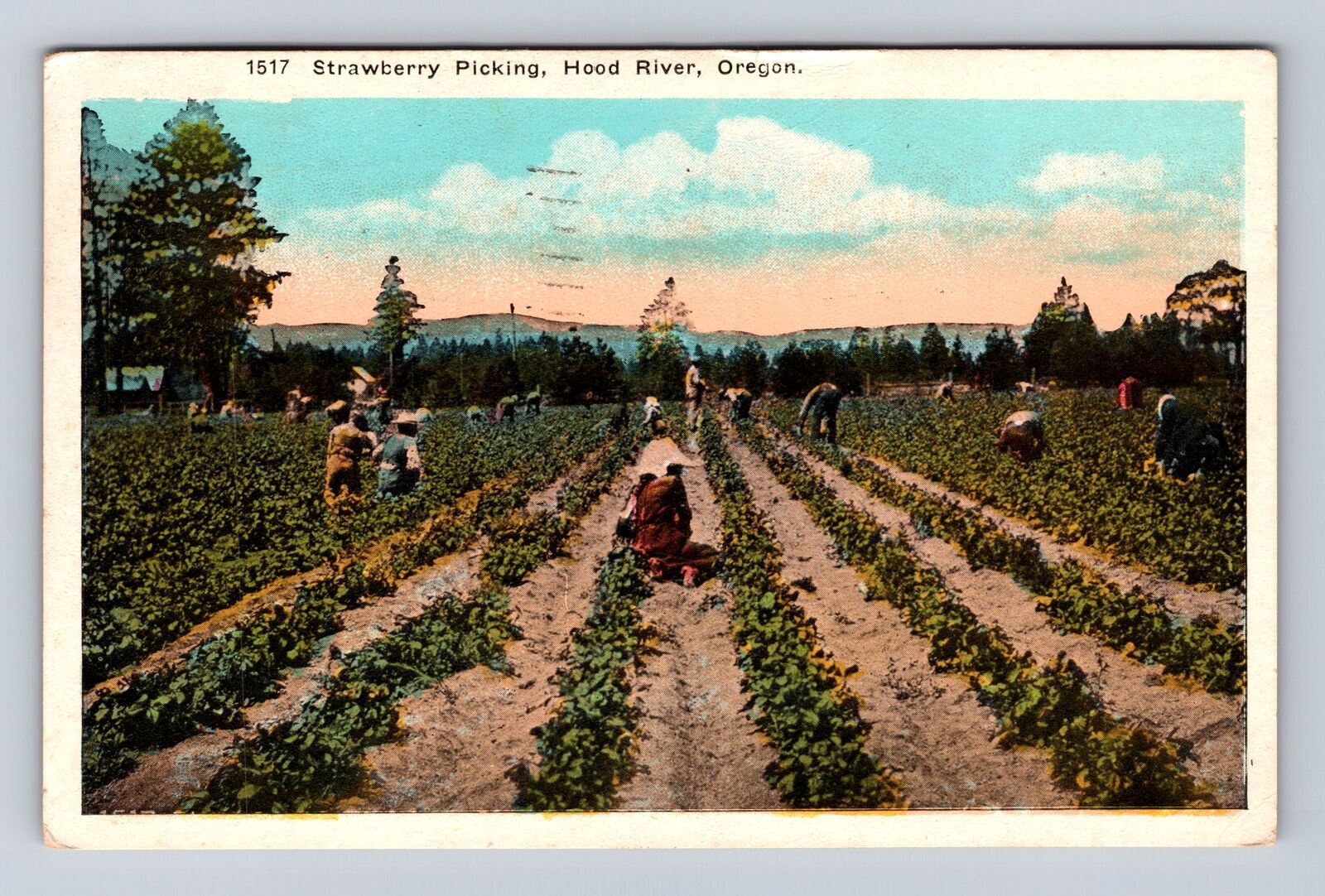 Hood River OR-Oregon, Strawberry Picking, Antique, Vintage c1946 Postcard